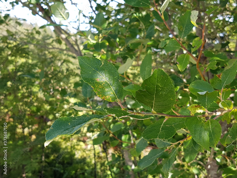 Wanderung zum Gäggere-Steg im Gantrischpark Wanderung zum Gäggere-Steg im Gantrischpark