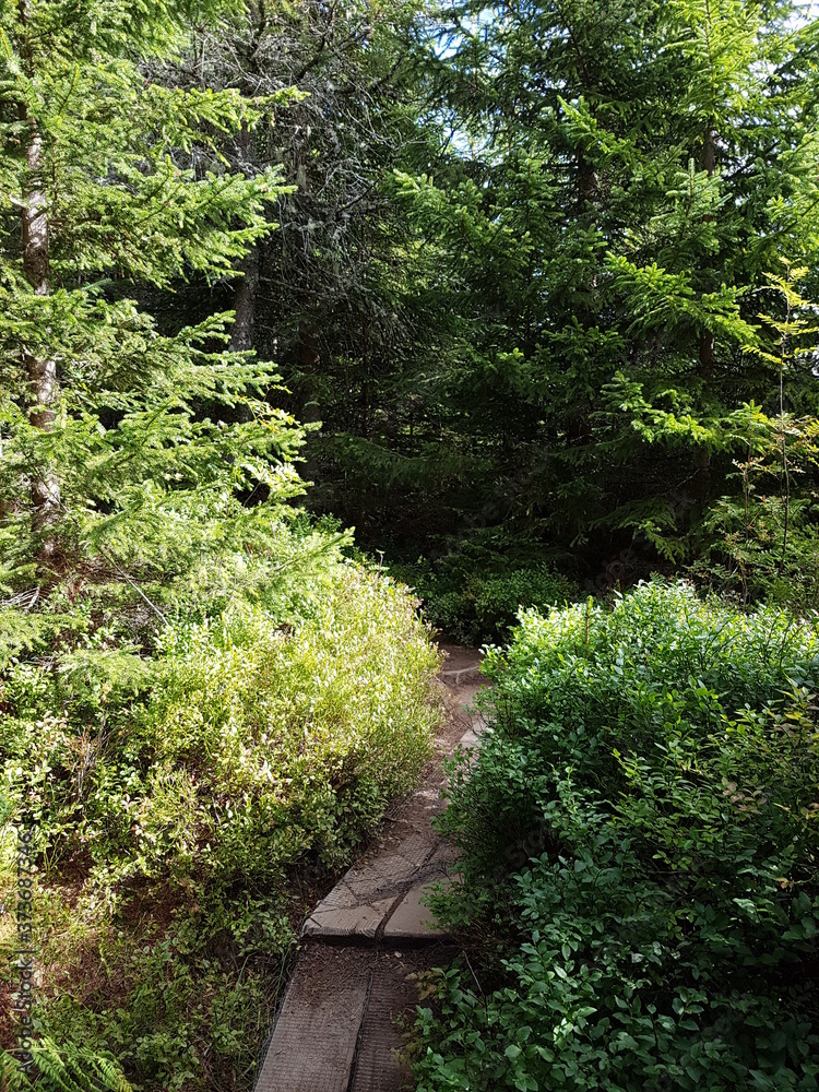 unterschiedliche Seiten eines Wanderweges unterschiedliche Seiten eines Wanderweges