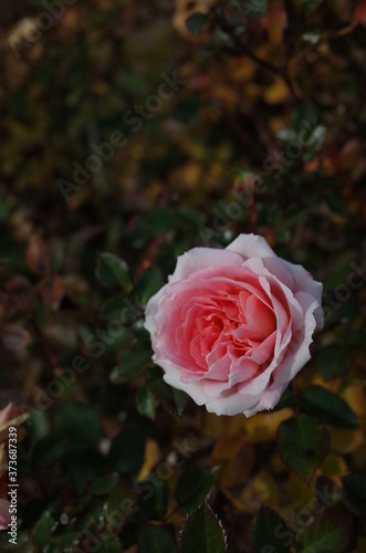 Light Pink Flower of Rose  Lady Meillandina  in Full Bloom 