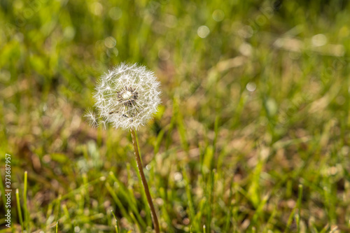 A white fluffy dandelion head with seeds is on a beautiful blurred green background