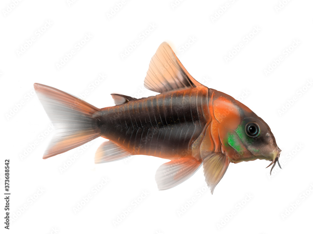 Fototapeta premium corydoras Venezuela orange