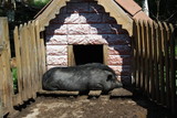 Big black boar on the farm.