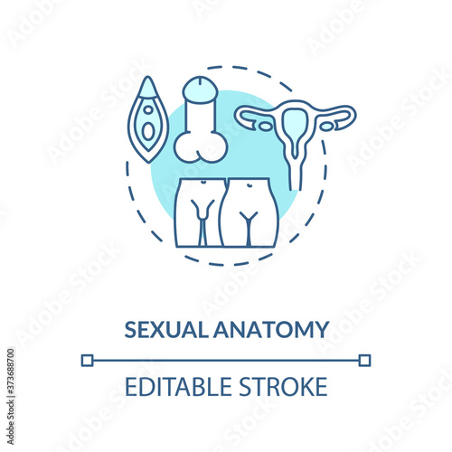 Sexual anatomy concept icon. Human physiology, sex education idea thin line illustration. Biology, male and female reproductive systems. Vector isolated outline RGB color drawing. Editable stroke