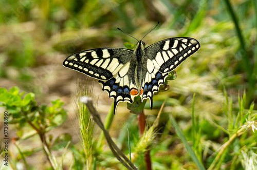 Italy Tuscany Maremma Castiglione della Pescaia Grosseto, natural reserve of Diaccia Botrona , close-up view of a colorful butterfly © Roberto