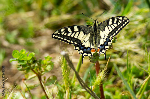 Italy Tuscany Maremma Castiglione della Pescaia Grosseto, natural reserve of Diaccia Botrona , close-up view of a colorful butterfly