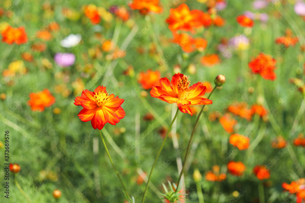 赤い花  field of poppies