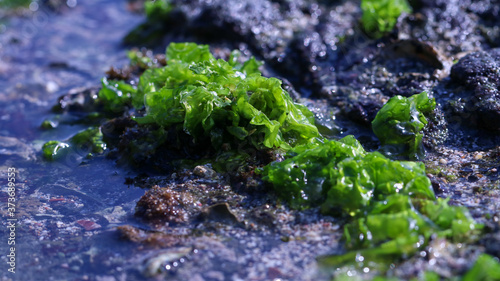Canvas Print green moss on stone