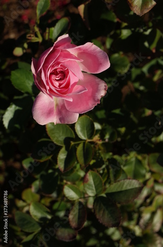 Light Pink Flower of Rose 'Larissa Balconia' in Full Bloom
