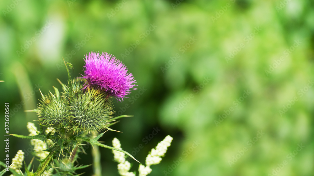 Prickly purple Thistle flowers. The wild plant grows in fields and meadows. Prickly purple Thistle flowers. The wild plant grows in fields and meadows.