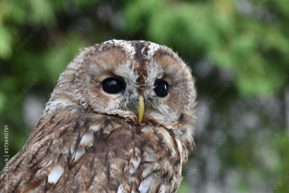 Screetch owl portrait Screetch owl portrait
