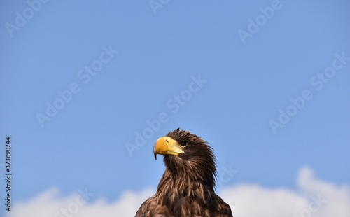 Seaeagle Portrait with blue sky as background photo