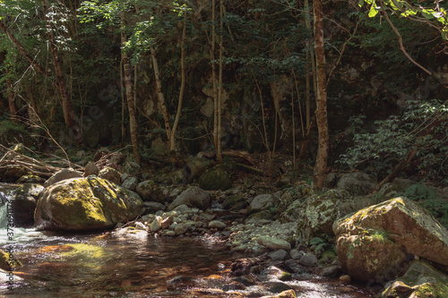 Paisaje de naturaleza con plantas y rocas en un día soleado photo