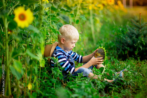 baby boy blond sitting in a field with sunflowers in summer  children s lifestyle