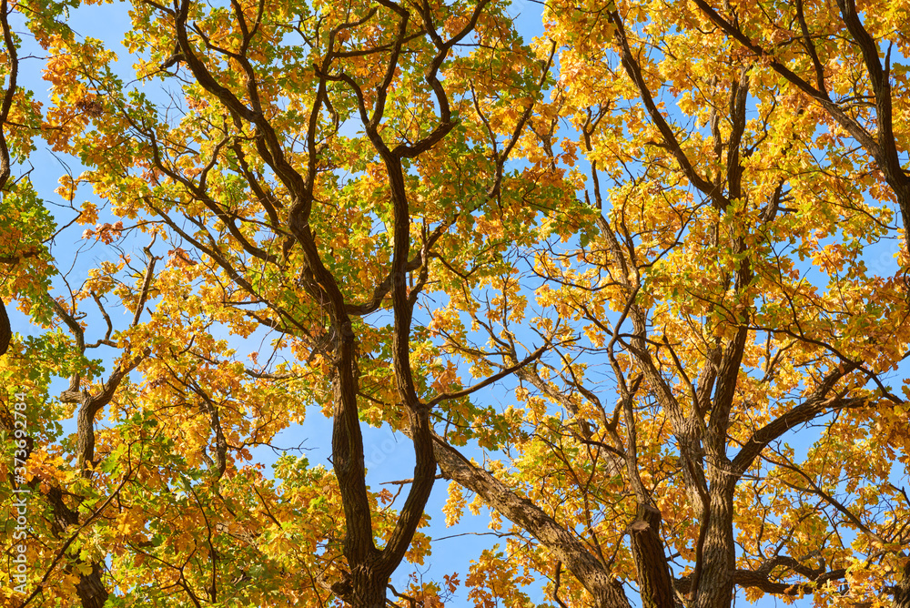 Autumn tree with a golden leaves against blue sky Autumn tree with a golden leaves against blue sky