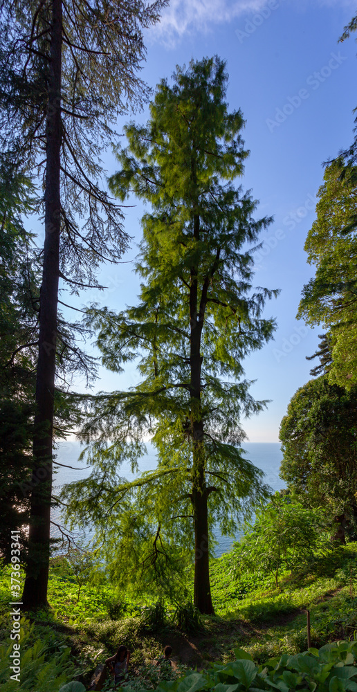Beautiful view of Batumi Botanical Garden is located near Batumi Beautiful view of Batumi Botanical Garden is located near Batumi
