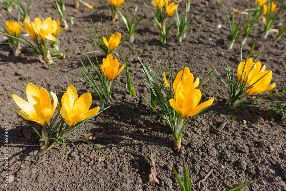 Honey yellow flowers of crocuses in March Honey yellow flowers of crocuses in March