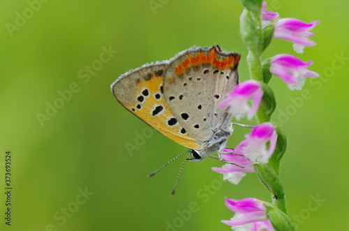 Wallpaper Mural ネジバナとベニシジミ Torontodigital.ca