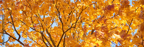 Autumn tree with a golden leaves against blue sky