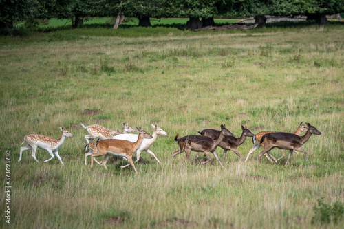 Fototapeta Naklejka Na Ścianę i Meble -  group of deer in grass