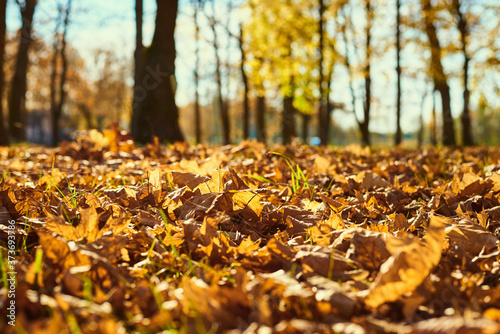Autumn maple leaves on the ground. Autumn background