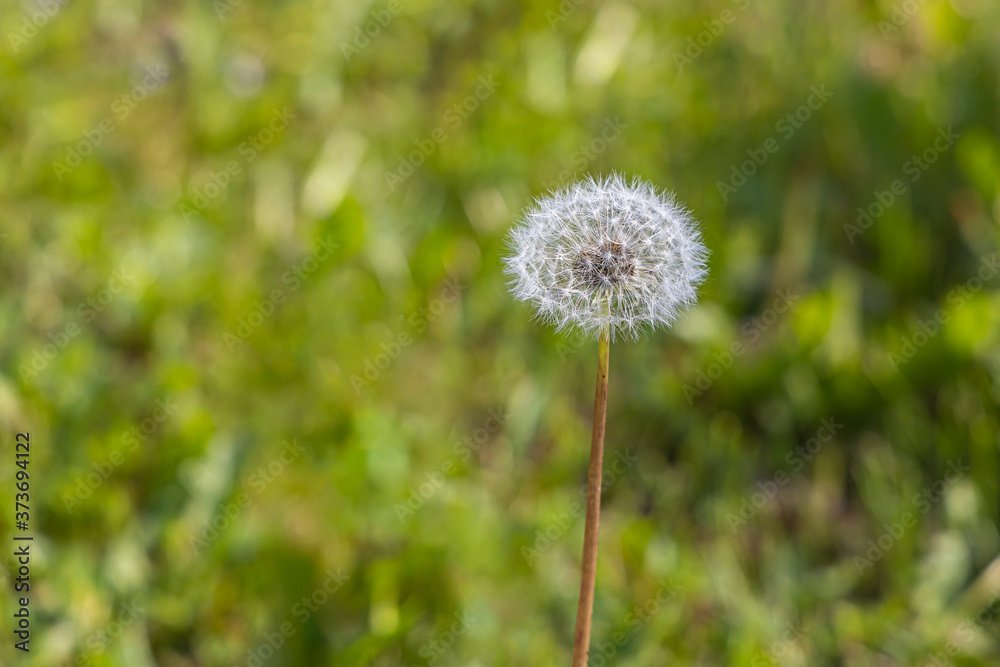 A white fluffy dandelion head with seeds is on a beautiful blurred green background