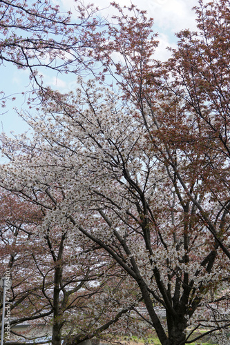 賀茂川沿いの桜の木々 © ykimura65
