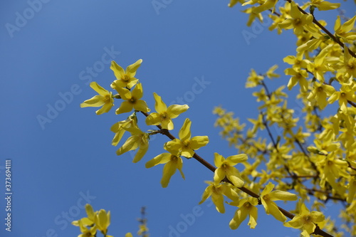 Naked branches of forsythia with yellow flowers against blue sky in April