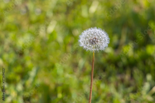 A white fluffy dandelion head with seeds is on a beautiful blurred green background