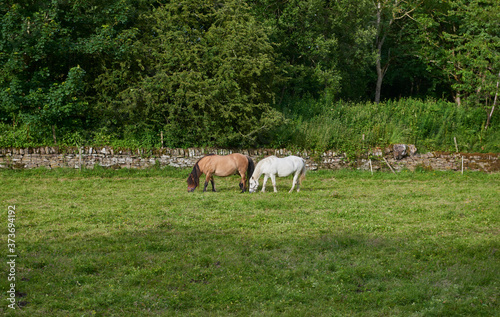 A Pair of Horses grazing peacefully in a small field, adjacent to the St Vigeans nature trail at Colliston in Angus, Scotland © Julian