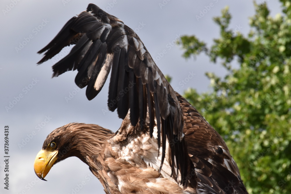 Fototapeta premium Sea eagle, bald eagle portrait