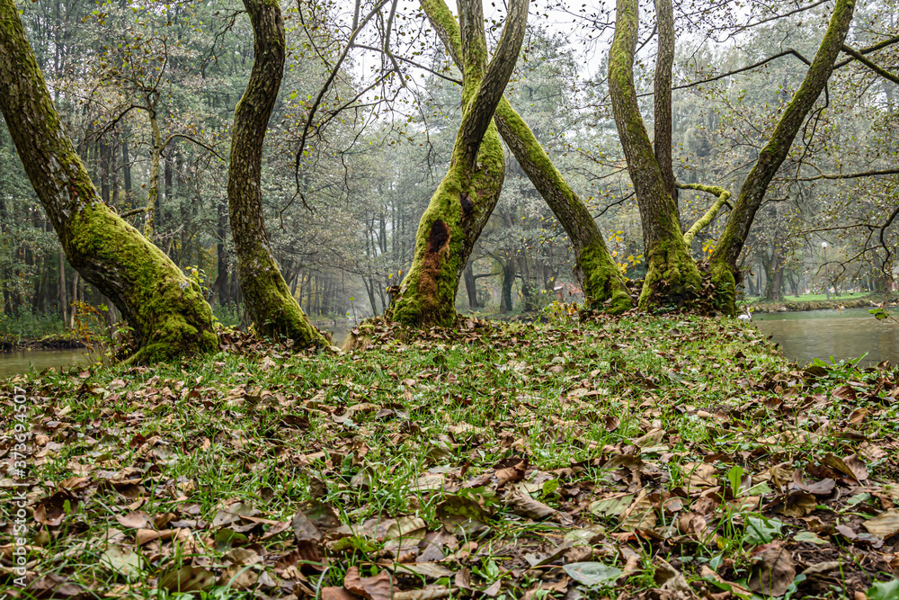 Fototapeta premium Forked trees