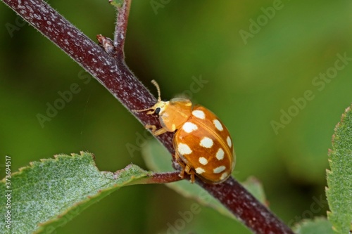 Sechzehnfleckiger Marienkäfer (Halyzia sedecimguttata) photo