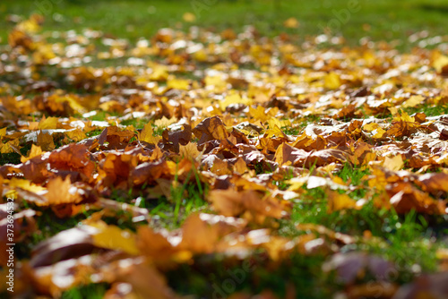Autumn maple leaves on the ground. Autumn background