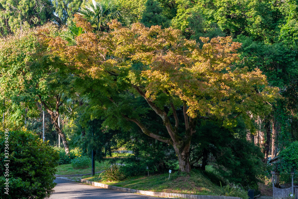 Beautiful view of Batumi Botanical Garden is located near Batumi