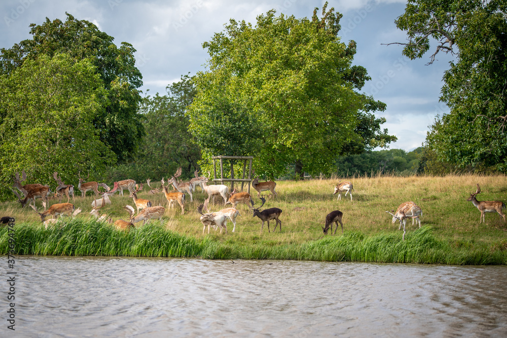 flock of deer near lake