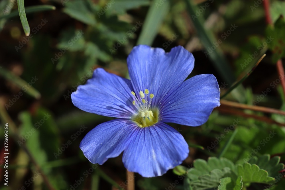 Lothringer Lein (Linum leonii). Lothringer Lein (Linum leonii).