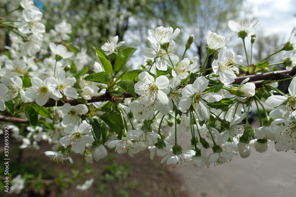 Obraz premium Pendent white flowers on branch of sweet cherry tree in April