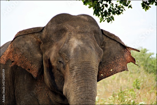 Sri Lanka