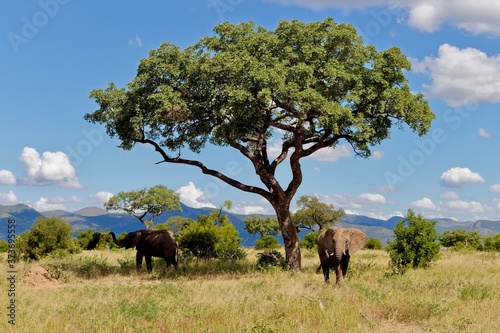 Elephants leaving the protective shade of the Marula tree, Kruger national park