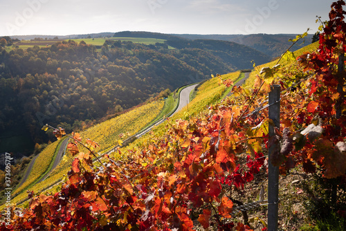 Tableau sur toile Vines with red leaves stand on a steep vineyard slope in Germany in the bright sun and street in background