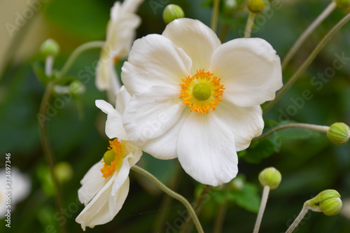 Fototapeta Naklejka Na Ścianę i Meble -  Beautiful fully open blooming white flowers Anemone hupehensis (Chinese anemone, Japanese anemone, thimbleweed or windflower), green background
