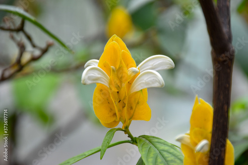 Single yellow white flower Pachystachys lutea (lollipop plant or golden shrimp plant) and green leaves photo