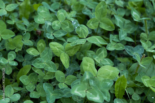 Green clover plants, trefoil, shamrock leafs background. Closeup photo