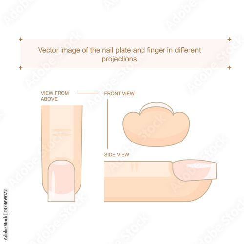 Vector image of the nail plate and finger in different projections