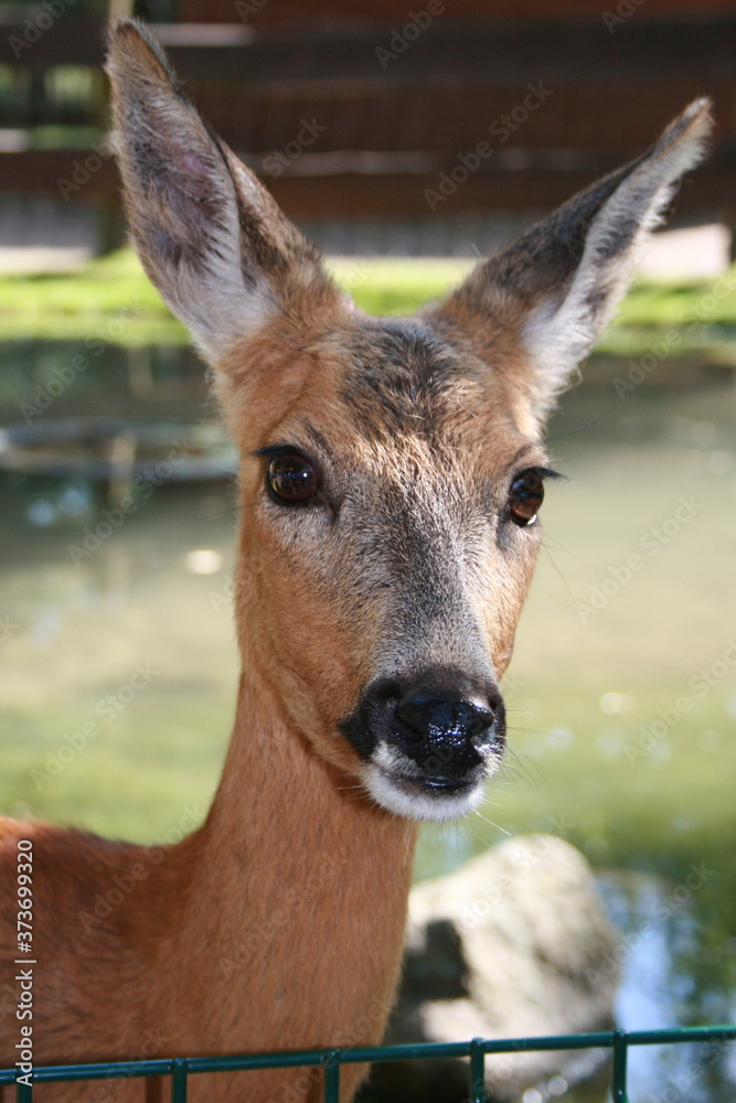deer deer