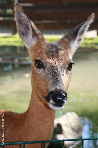 deer © Matthias