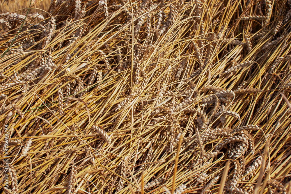 Wheat on the field.Pshinitsa as background, you can see the hay in the poly and at home.
Wheat on the field.Pshinitsa as background, you can see the hay in the poly and at home.