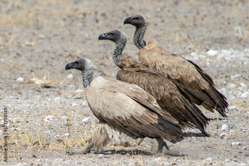 Fototapeta premium Vulture parade