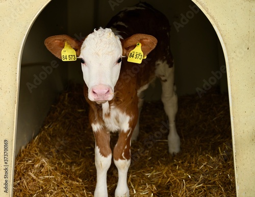 young brown-white calf in the farm yard. photo