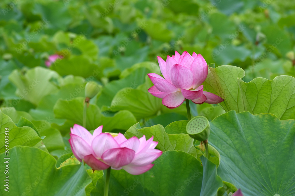 東京上野の不忍池のピンク色の大賀ハスの花